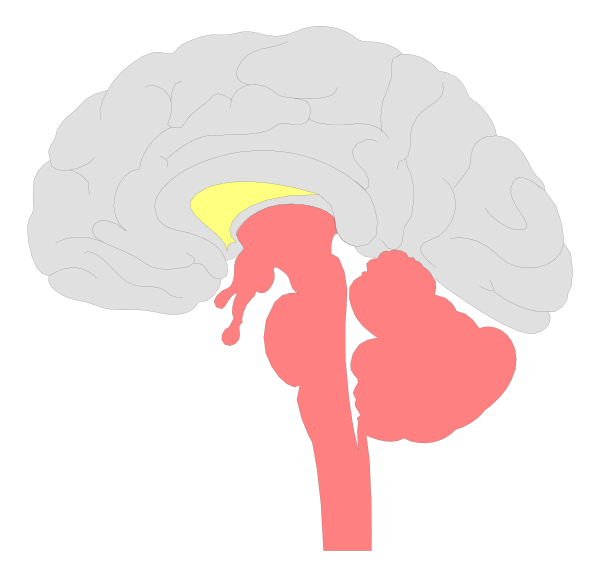 The image shows a simplistic illustration of an adult human brain with its left hemisphere highlighted by red coloring to indicate it is being used for processing language in this context.