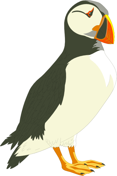 The image shows a puffin standing on its legs with wings folded at sides against black background.