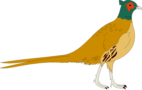 The image shows a colorful partridge with red feathers on its head standing upright against a black background.