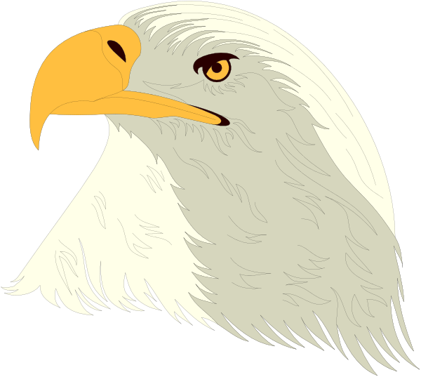 The image shows a bald eagle with its wings spread out against a black background.