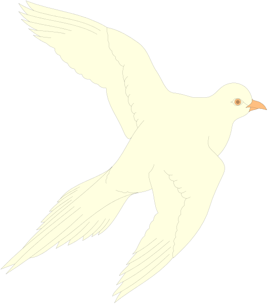 The image shows a white bird with outstretched wings flying against a black background.