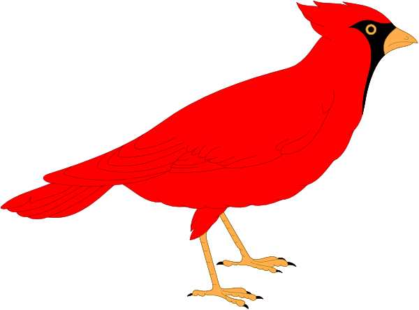 The image shows a red cardinal bird standing on its legs with wings folded against itself.