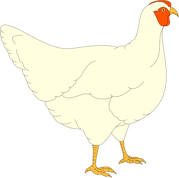 The image shows a cartoon of an adult chicken with yellow feet standing on what appears to be black ground against a white background.