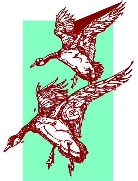 The image shows two birds flying side by side against a green background with white borders on either end of the frame.