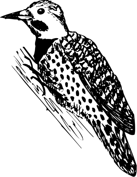 The black and white illustration shows a bird with spots perched on what appears to be an object resembling a book or box; it is stylized in a simple line drawing manner without any shading, giving it more of a cartoon-like appearance rather than realistic art style.