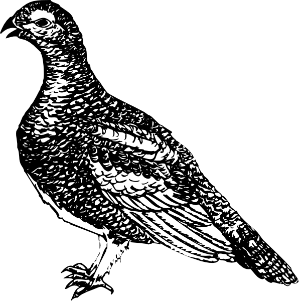 The black and white illustration shows a pheasant with its wings spread out against an unseen background.
