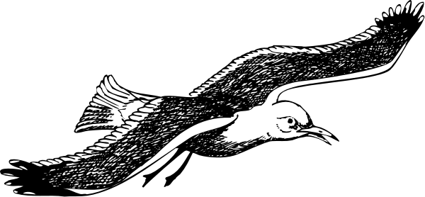 The black and white silhouette of a bird flying over an eagle's head with its wings spread wide against a dark background.