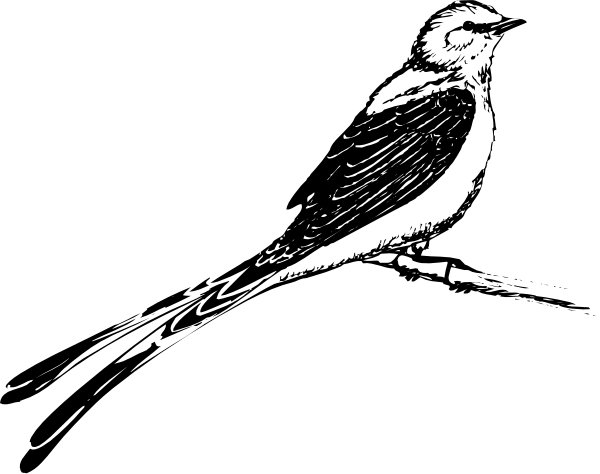 The black bird silhouette against a white background with no other discernible elements present.