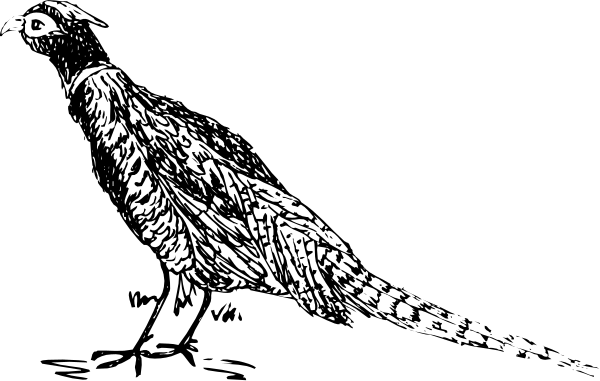The black and white silhouette of a bird with outstretched wings against a dark background.