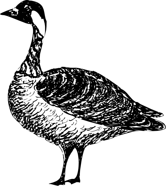The black and white illustration shows a goose with its head turned to look at something off frame while standing on what appears to be water in an outdoor environment during daylight hours.