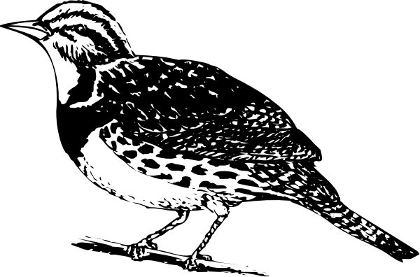 The black and white silhouette of a bird flying over water with its wings spread wide against an indistinct background.
