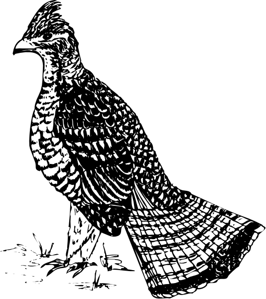 The black and white silhouette of a turkey on display at an exhibit.