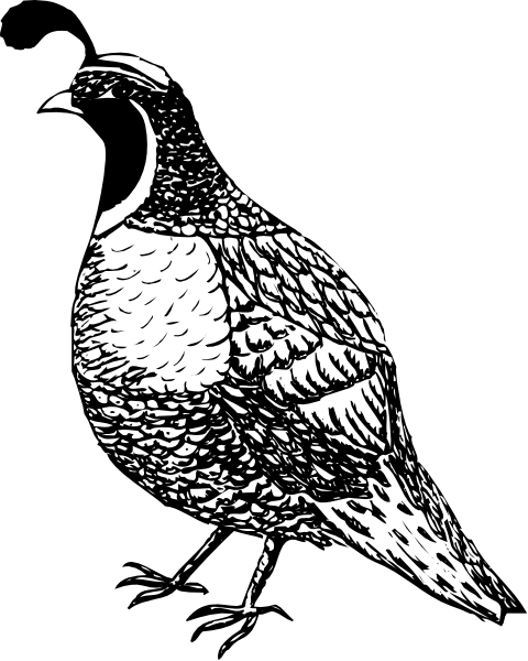 The black and white silhouette of a bird with feathers on its body is shown walking across an unseen surface in this small clip-art image.