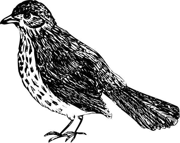 The black and white silhouette of a bird with its wings spread out against an indistinct background.