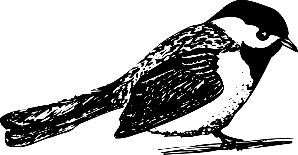 The black and white illustration shows a bird with its wings spread out flying over water at nighttime under an open sky.