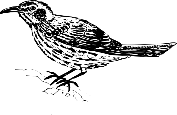 The black and white silhouette of a bird with its wings spread out flying against an indistinct background.