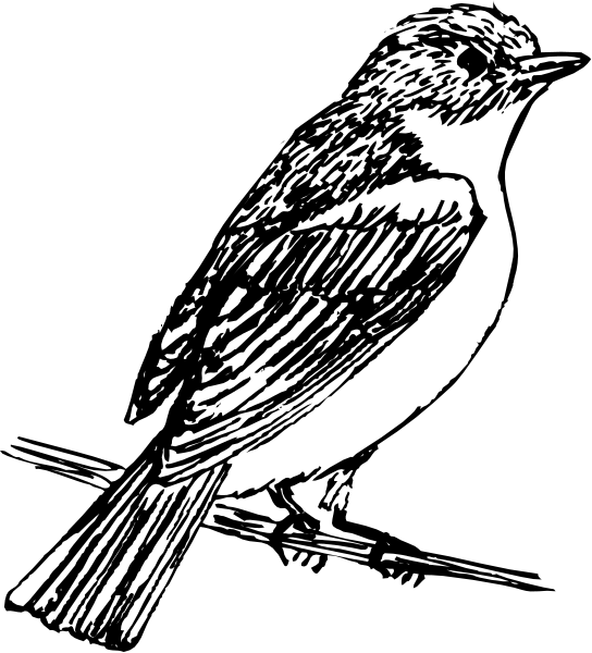 The black and white silhouette of a bird on its perch with outstretched wings against a dark background.