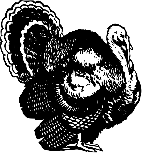 The black and white illustration features two turkeys: a standing bird on top left with its wings spread out slightly behind it; below that is another image of an upright turkey facing rightward in profile view, also showing some feather detailing around the neck area where you can see individual barbs.