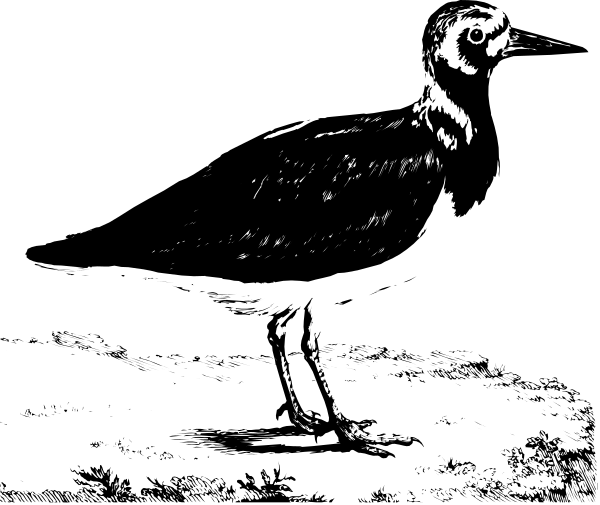 The image shows a black screen with an abstract pattern that resembles a bird flying over water at nighttime.