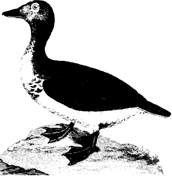 The images show a bird with its wings spread out against two different backgrounds: black for the left side of the image and white for the right side.