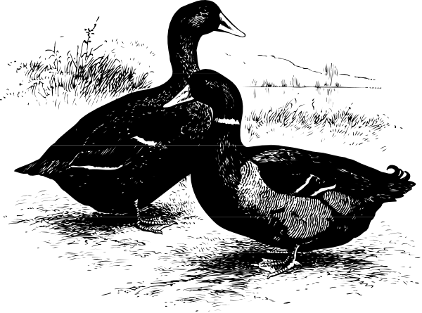 The black and white photo shows a bird with its wings spread wide against an indistinct background that appears to be nighttime sky filled with stars.