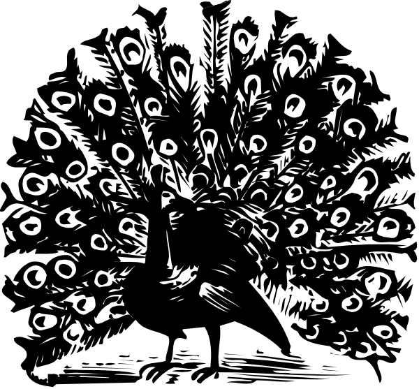 The black and white illustration shows a peacock with its feathers spread out against an indistinct background; it is facing leftward towards what appears to be another bird in profile view on the right side of the image, which seems like a hummingbird or similar small avian species.