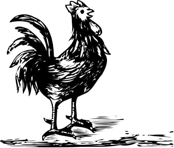 The black and white illustration shows a chicken standing on its legs with wings spread out against an indistinct background.