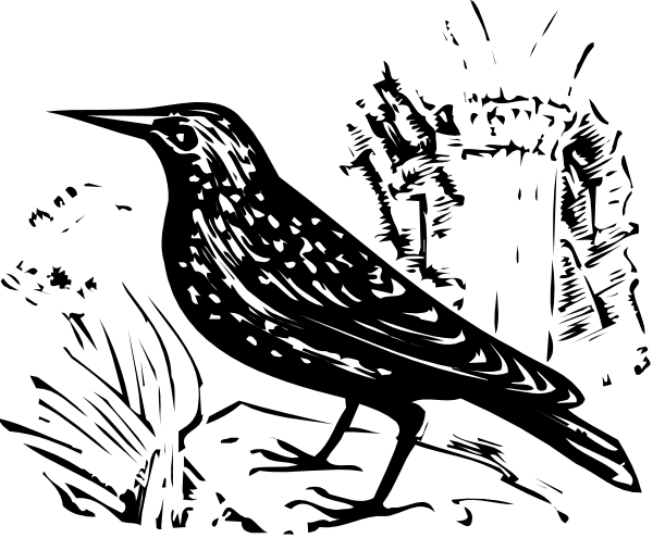 The black silhouette of a bird with its wings spread out against a dark background.