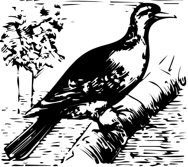 The black and white photo shows a bird with its wings spread out against an indistinct background.
