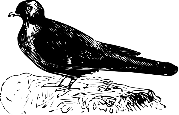 The black silhouette of a bird against a dark background with no other discernible details visible due to its small size in this image.