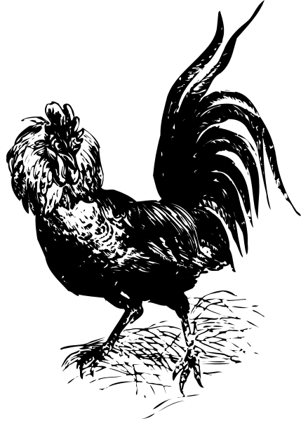 The black and white illustration shows a rooster sitting on top of an egg with its wings spread out behind it.