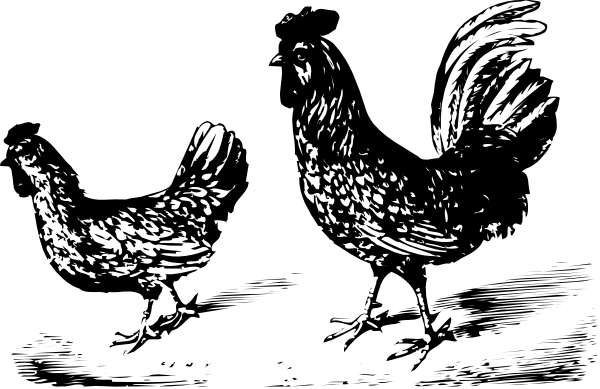 The black and white photo shows two birds with outstretched wings against a dark background.