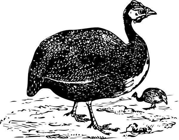 The black and white photo shows a duck sitting on top of another bird's head with its beak open as if it is quacking.