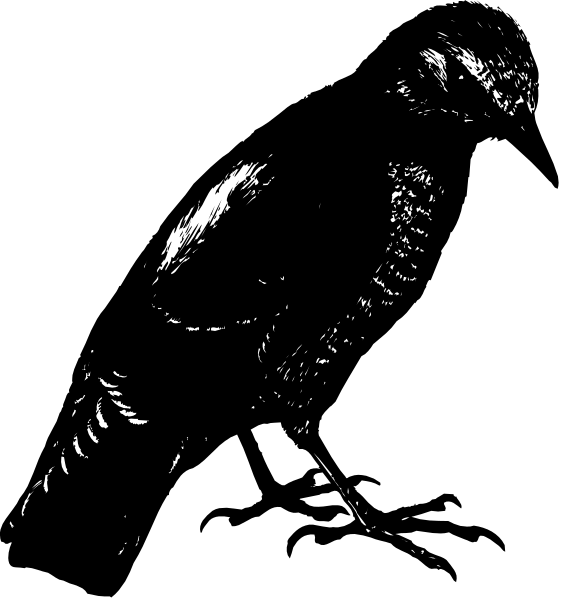 The black and white silhouette of a bird with an outstretched wing against a dark background on top left corner; below it is another image showing what appears to be a dinosaur skeleton in profile, also depicted as a silhouette but without any detailing its features or surroundings.