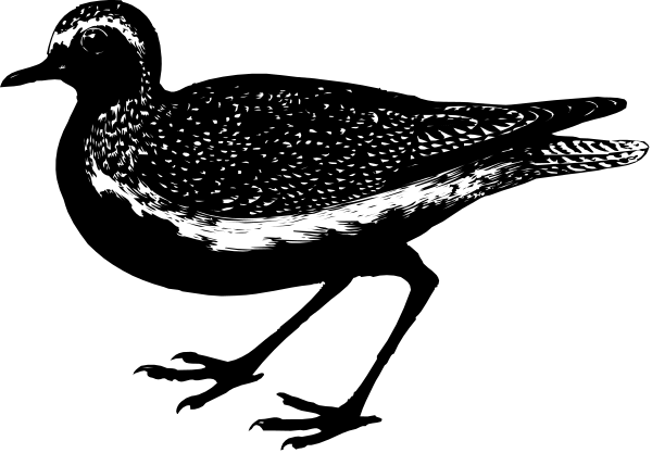 The black and white silhouette of a bird flying against an illuminated background with dots representing stars.
