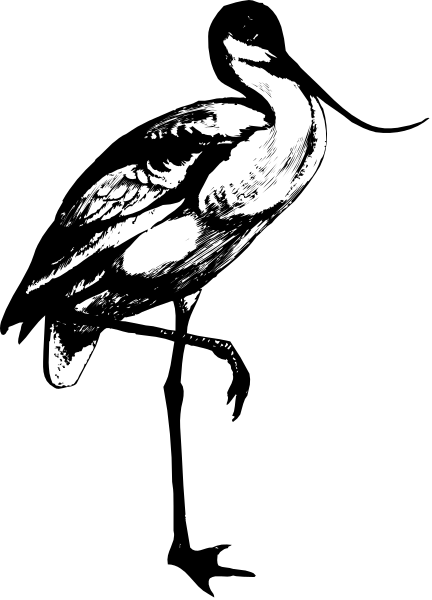The black and white photo shows a bird with its wings spread wide against an indistinct background.
