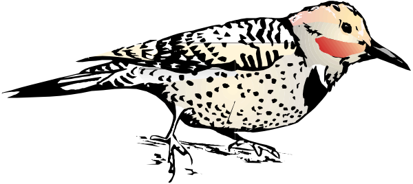 The image shows a bird with red markings on its head perched next to another smaller bird that appears to be eating from it; both birds have spotted feathers typical of sparrows.