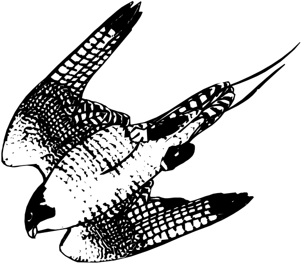 The black and white photo shows a bird with its wings spread out against an indistinct background.