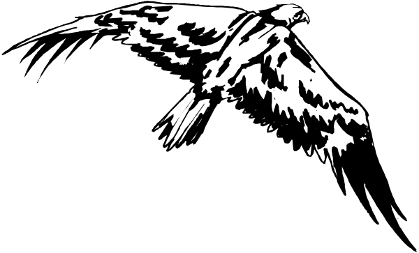 The black and white silhouette of a bird with outstretched wings against an indistinct background.