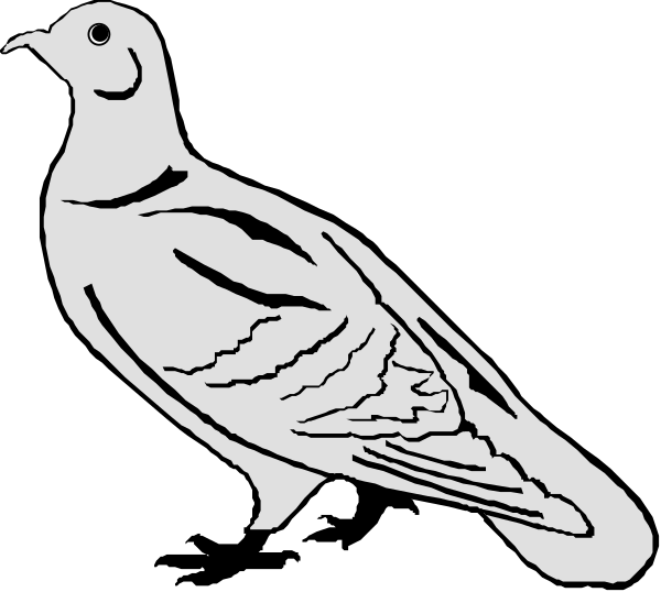 The black and white illustration shows a pigeon with its wings spread out against an unseen background.