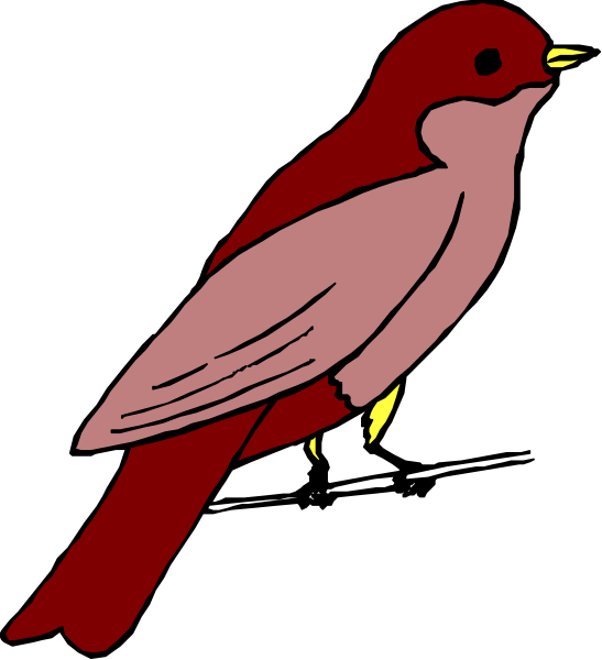The image shows a red bird with yellow feet perched on top of its wing against a black background.