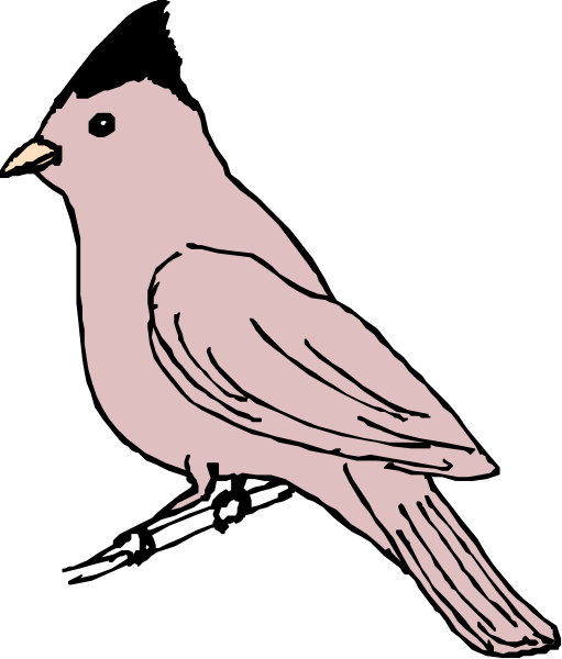 The image shows a cartoon of an orange bird with pink feathers perched on what appears to be a branch against a black background.
