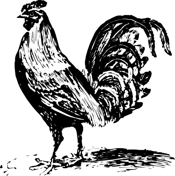 The black and white silhouette of a chicken with its wings spread wide against an indistinct background.