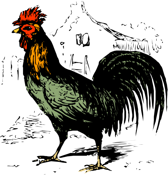 The image shows a single rooster standing against a black background with its head turned to look at something off-camera.