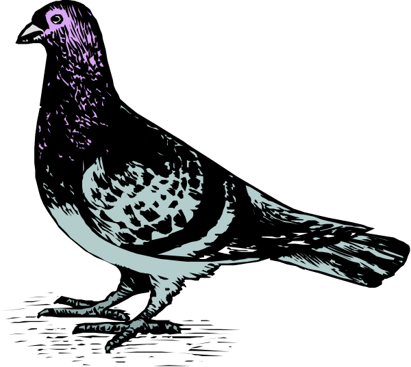 The black and white illustration features a pigeon perched on top of an open book with pages visible inside it.
