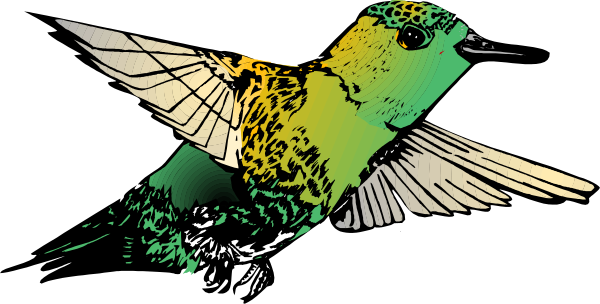 The image shows a colorful bird with an open beak flying against a black background.