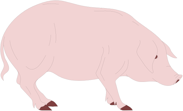 The image shows a black pig with white feet walking on its hind legs to the right side of the frame against a dark background.