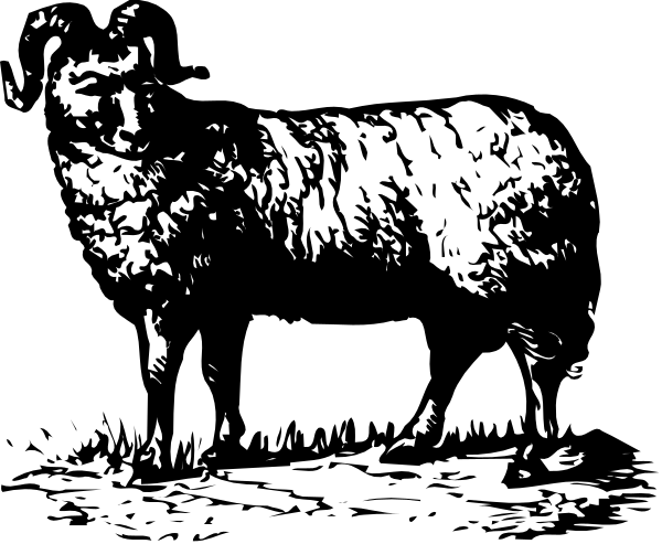 The black and white photo shows a sheep standing on grass with its head turned to look at something off camera.