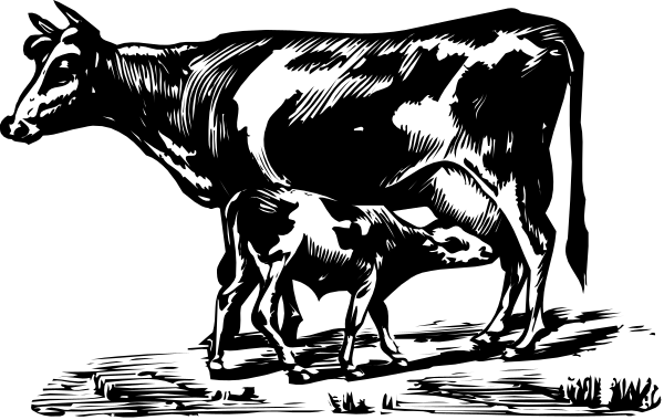 The black and white illustration shows a cow standing next to its calf on what appears to be farmland with grass in front of them under an overcast sky.