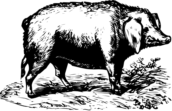 The black and white illustration shows a large pig standing on all fours with its head turned to look at something off-frame in an outdoor environment that appears rural due to the presence of what looks like dirt ground, possibly near some water source given the muddy appearance around it.